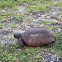 Gopher tortoise