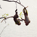 Rhesus monkey or macaque