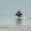 Brown Pelican