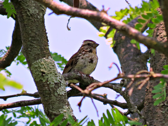 Spotting Image 1