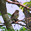 Song Sparrow