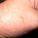 unknown insect