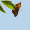 brown butterfly