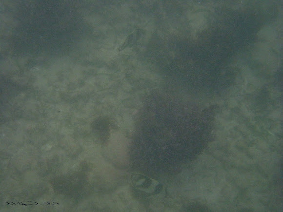 Spotting Image 1