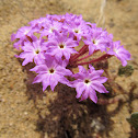 Pink Sand Verbena
