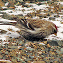 Common Redpoll