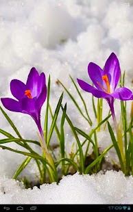 How to install Blossom Flower Crocus Buds lastet apk for android
