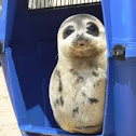 Harp Seal