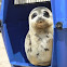 Harp Seal