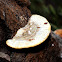 Artist's Fungus