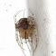 Pirate Spider