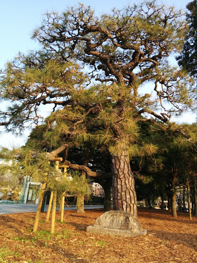 広島平和公園供木