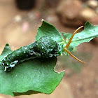 Common Mormon Caterpillar