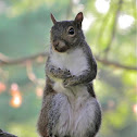 Eastern Gray Squirrel