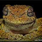Cope's Gray Treefrog