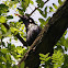 Starling