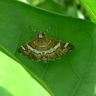 Beet Webworm Moth