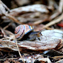 Snail(s)