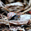 Snail(s)
