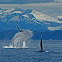 Humpback Whale