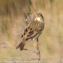 Meadow Pipit; Bisbita Común