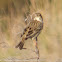 Meadow Pipit; Bisbita Común