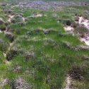 Cord grass