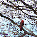 Northern Cardinal