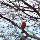 Northern Cardinal