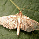 Moth