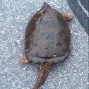 Common snapping turtle