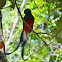 Resplendent Quetzal