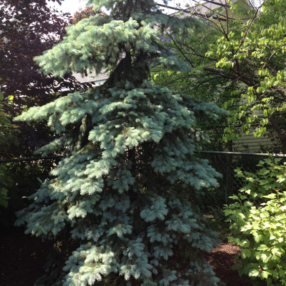 Spotting Image 1
