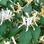 Japanese Honeysuckle