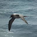 Light-mantled Sooty Albatross