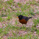 American Robin
