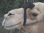 Israel_2008_Alexa 002.jpg