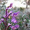 Anacamptis syriaca Orchid