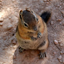 Golden-mantled ground squirrel