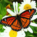 Viceroy