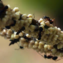 ants