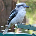 Laughing Kookaburra