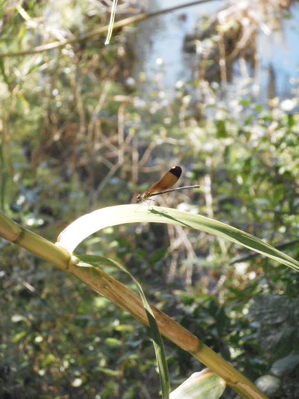 Spotting Image 1