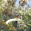 Calopteryx haemorrhoidalis