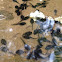Tadpole