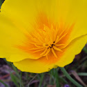 California Poppy
