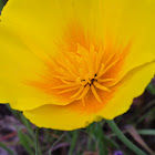 California Poppy
