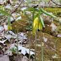 Large-Flowered Bellwort