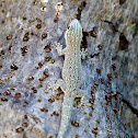 Thick tail gecko