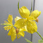 Greater celandine